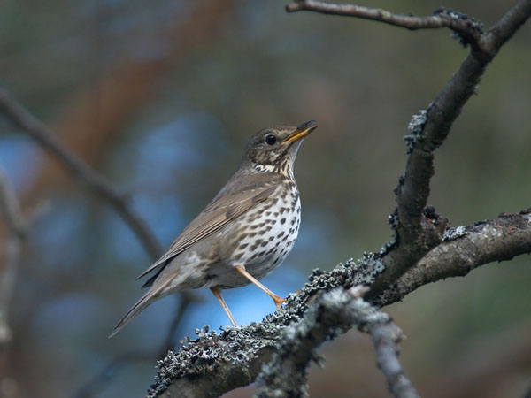 Laulurastas, Song Thrush, Turdus philomelos